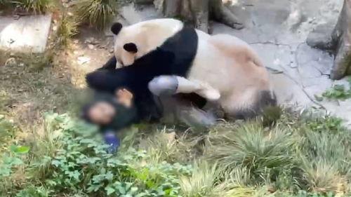 重庆动物园爆料新闻视频,神秘动物亮相，揭秘背后故事  第2张